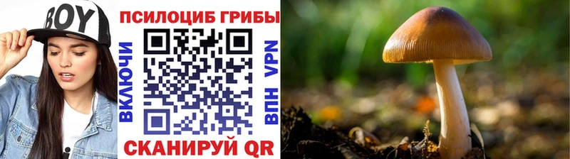 МЕГА ONION  как найти закладки  Верхняя Тура  Псилоцибиновые грибы Psilocybine cubensis 